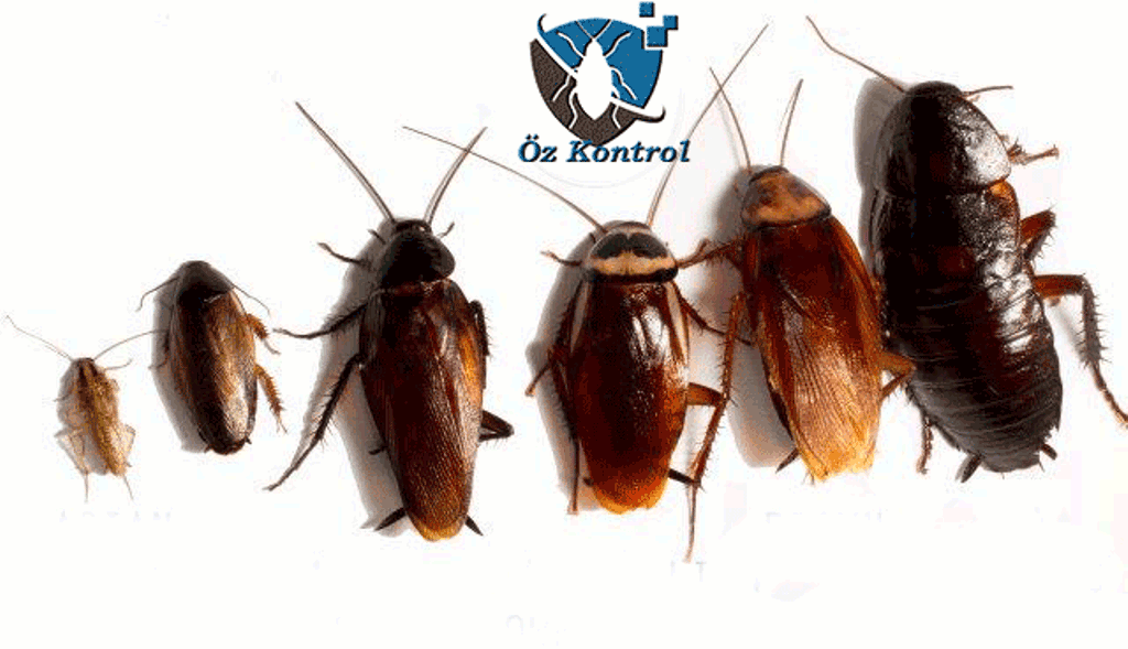 Hamam Böceği İlaçlama İzmir Firması